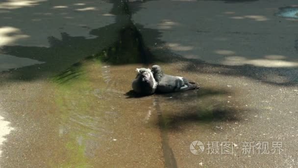 两只鸽子，沐浴在游泳池