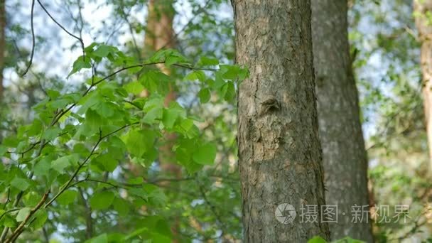 小鸟在树干上春天森林上