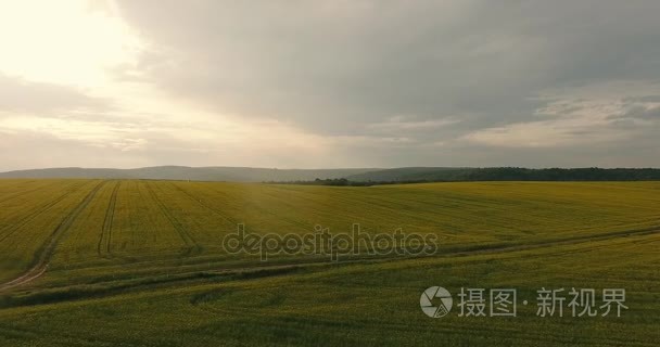 双低油菜开花场视频