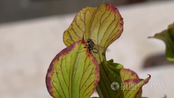 蜜蜂被食肉植物的俘虏