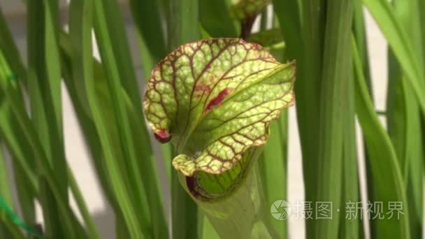 食虫植物在花园里视频