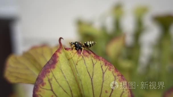 蜜蜂被食肉植物的俘虏视频