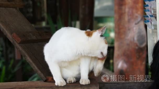 猫在慢动作中使用脚划伤它的头视频