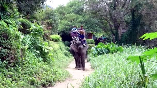 骑在大象上视频