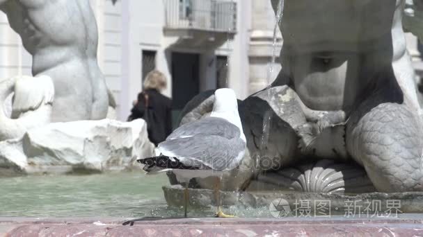 海鸥在纳沃纳广场喷泉从喝水视频