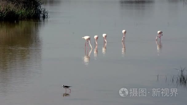 美丽的风景的火烈鸟鸟一个泻湖视频