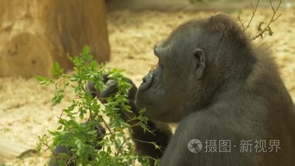 大猩猩吃叶慢动作 4 k