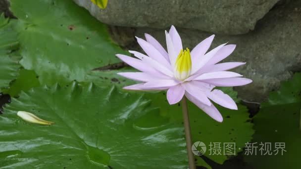 白莲花花有透露在水库视频