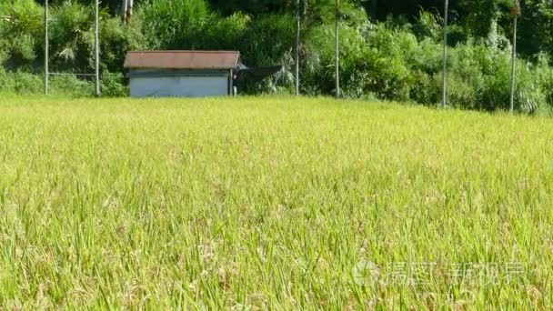 水稻在很好的背景颜色的农作视频