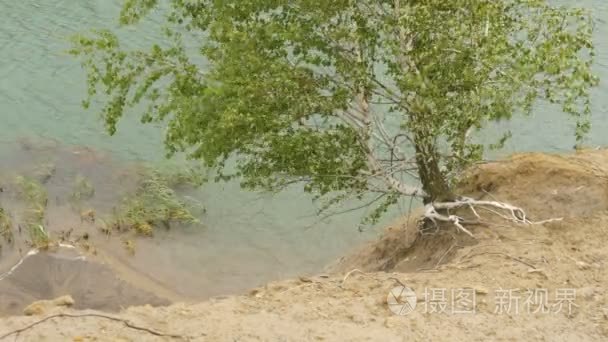 该树生长的一个高山湖泊悬崖视频
