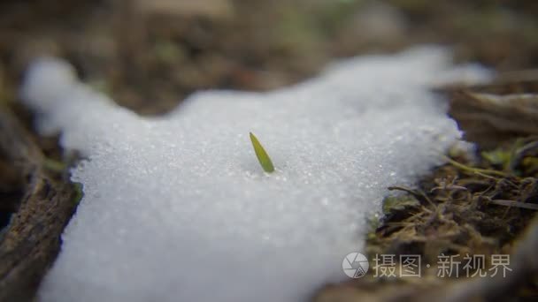 雪草平移视频