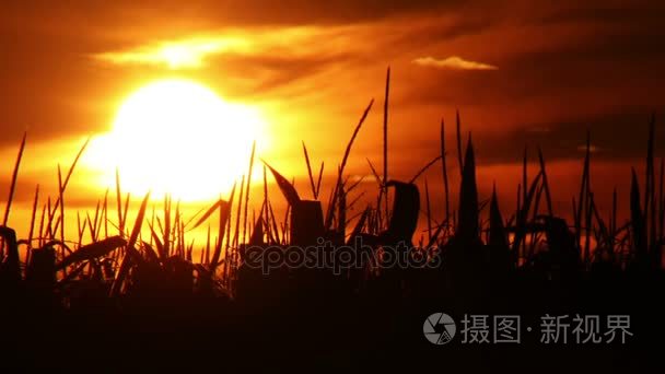 日落在麦田时间流逝