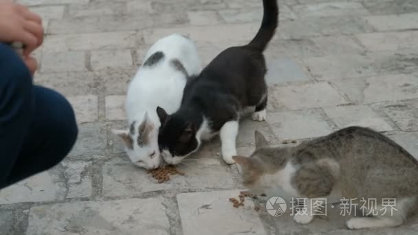 三种短毛猫吃干粮户外夏季的一天。成年猫咪