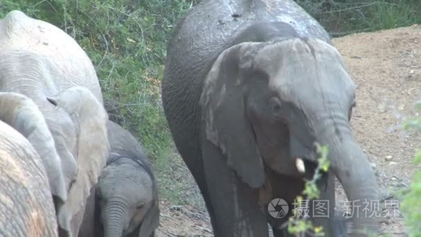 群美丽大象视频