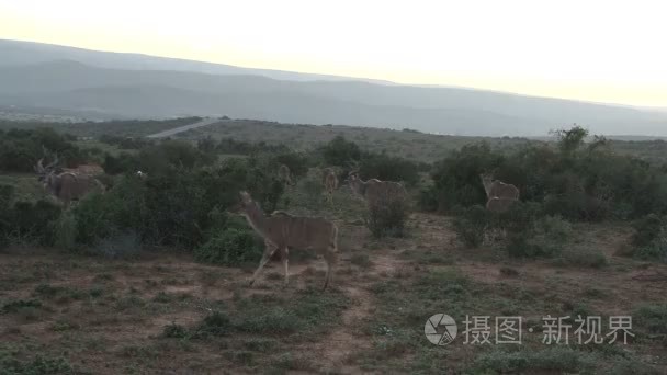 南部非洲野生动物视频