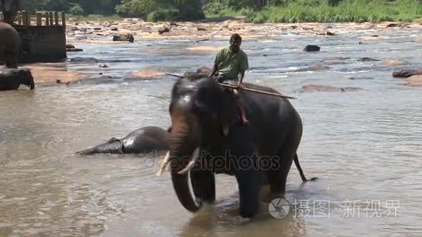 大象与车手站在河视频