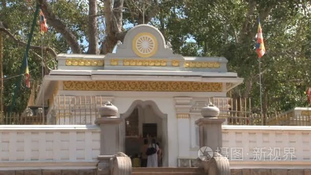 在斯里兰卡的人们祈祷菩提视频