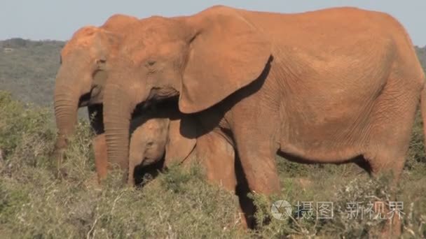 南非洲大象视频