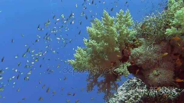 多彩的鱼类在珊瑚礁附近游泳视频