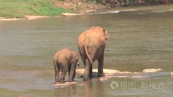 大象在河中洗澡视频