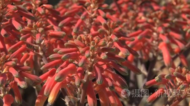 花园鲜花特写视频