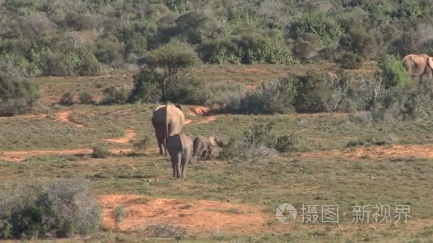 南非洲大象视频