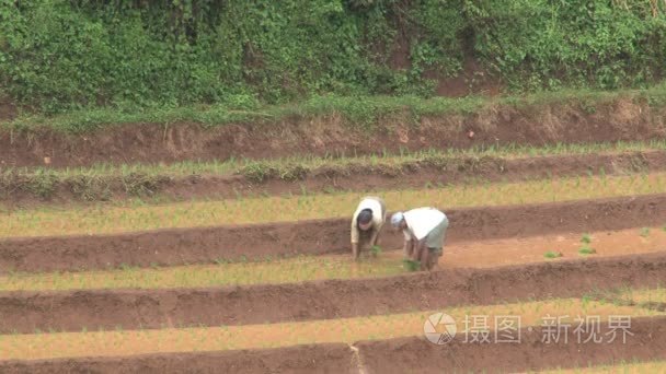 对茶叶种植园工人视频