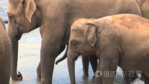 大象在河中洗澡视频