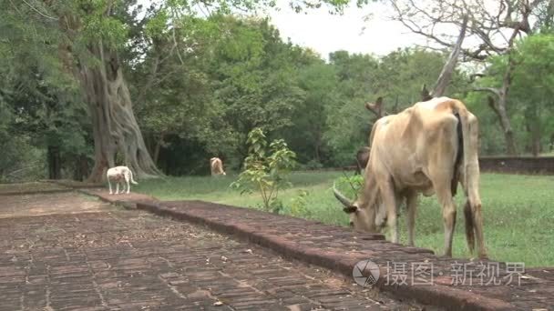 寺在斯里兰卡的波隆纳鲁沃视频