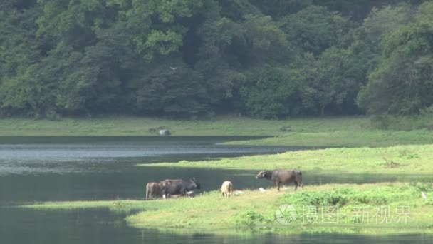 萨穆德拉帕拉克拉马湖视频