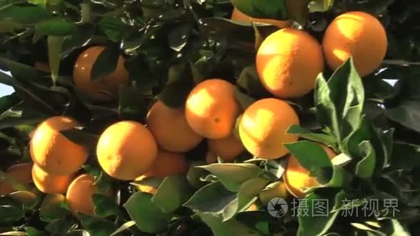 成熟的橘子树中视频