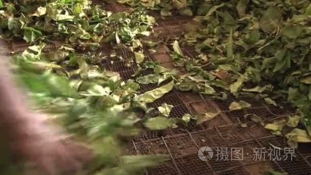 茶厂工作过程视频