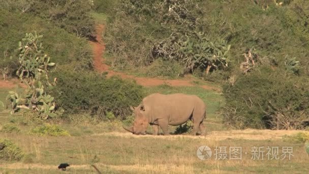 犀牛南非野生动物视频