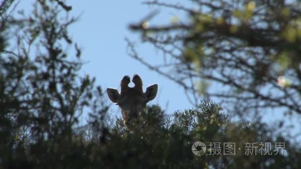 可爱的野生长颈鹿视频