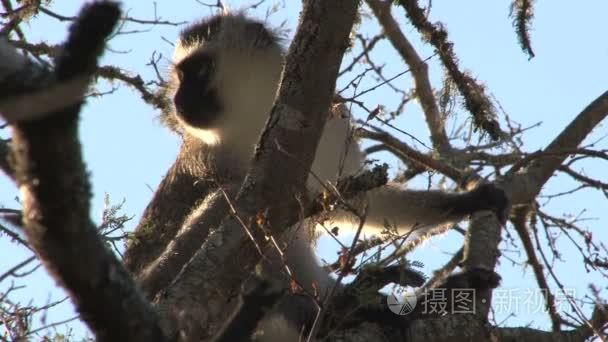 坐在树上的猴子视频