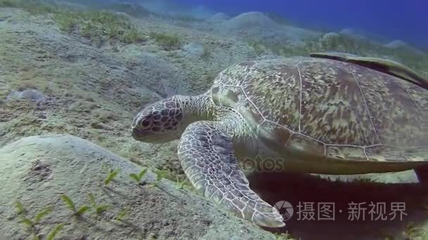 龟吃海藻在海底视频