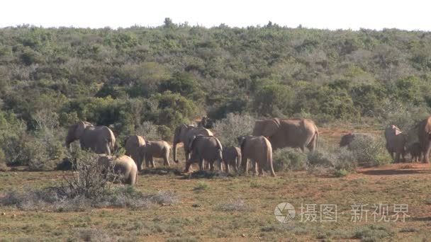 群大象走在萨凡纳视频