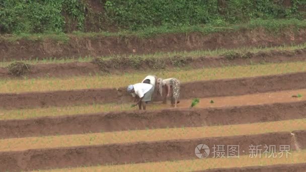 对茶叶种植园工人视频