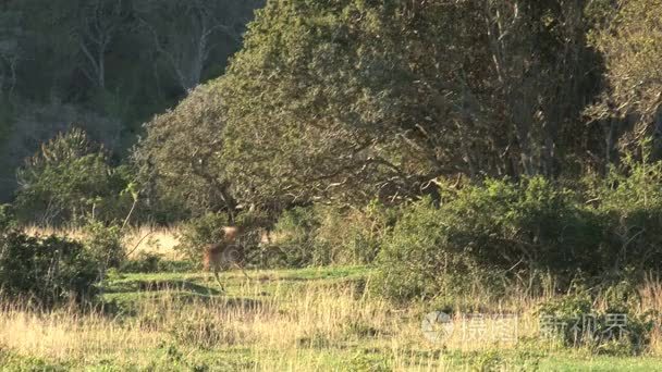 南非洲鹿视频