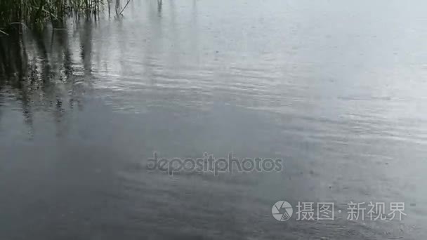 从雨、 潜水鱼、 蝴蝶涟漪