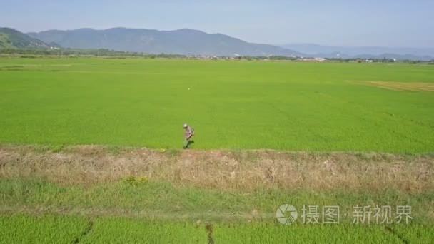男人在稻田上洒化学品视频