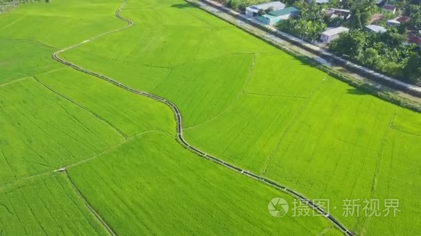 沿着路村附近的稻田