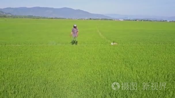 男人在稻田上洒化学品视频