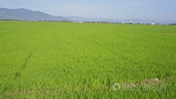 对由图案的小山村庄稻田