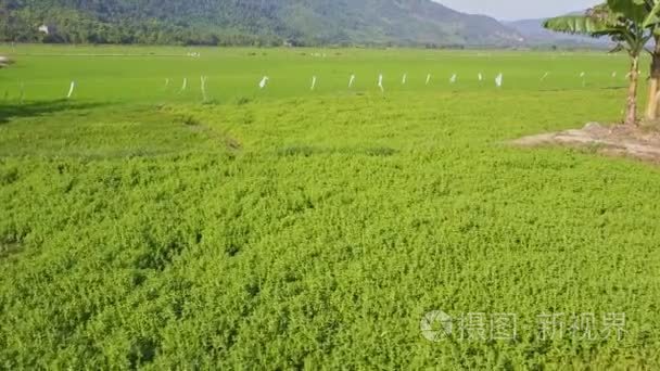 生菜种植热带树林视频