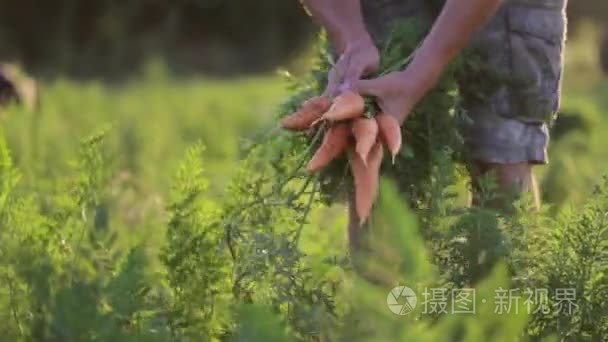 农民领料和持有胡萝卜生物产品视频