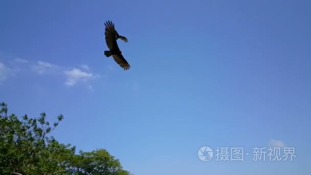 秃鹰飞在海滩之上视频