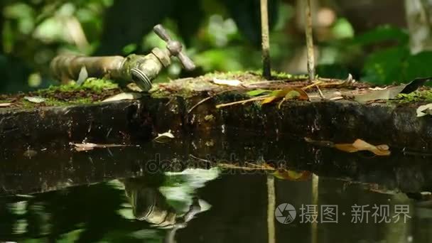 水箱上的咖啡种植园视频