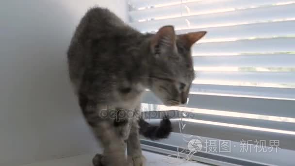 搞笑可爱猫咪在家里宠物室内视频