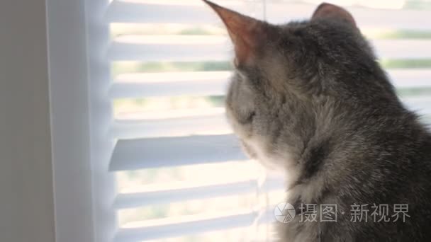 搞笑可爱猫咪在家里宠物室内视频